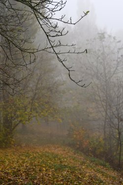 Туман в осінньому Луцьку